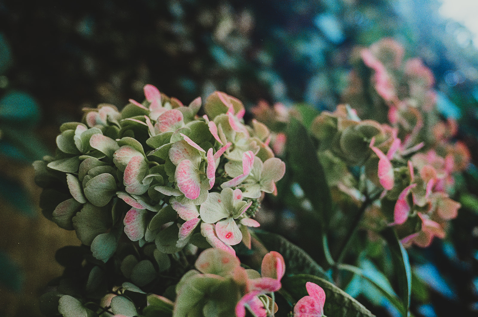Hydrangea's from the gardens at Burgh House in Hampstead Heath, on 35mm film