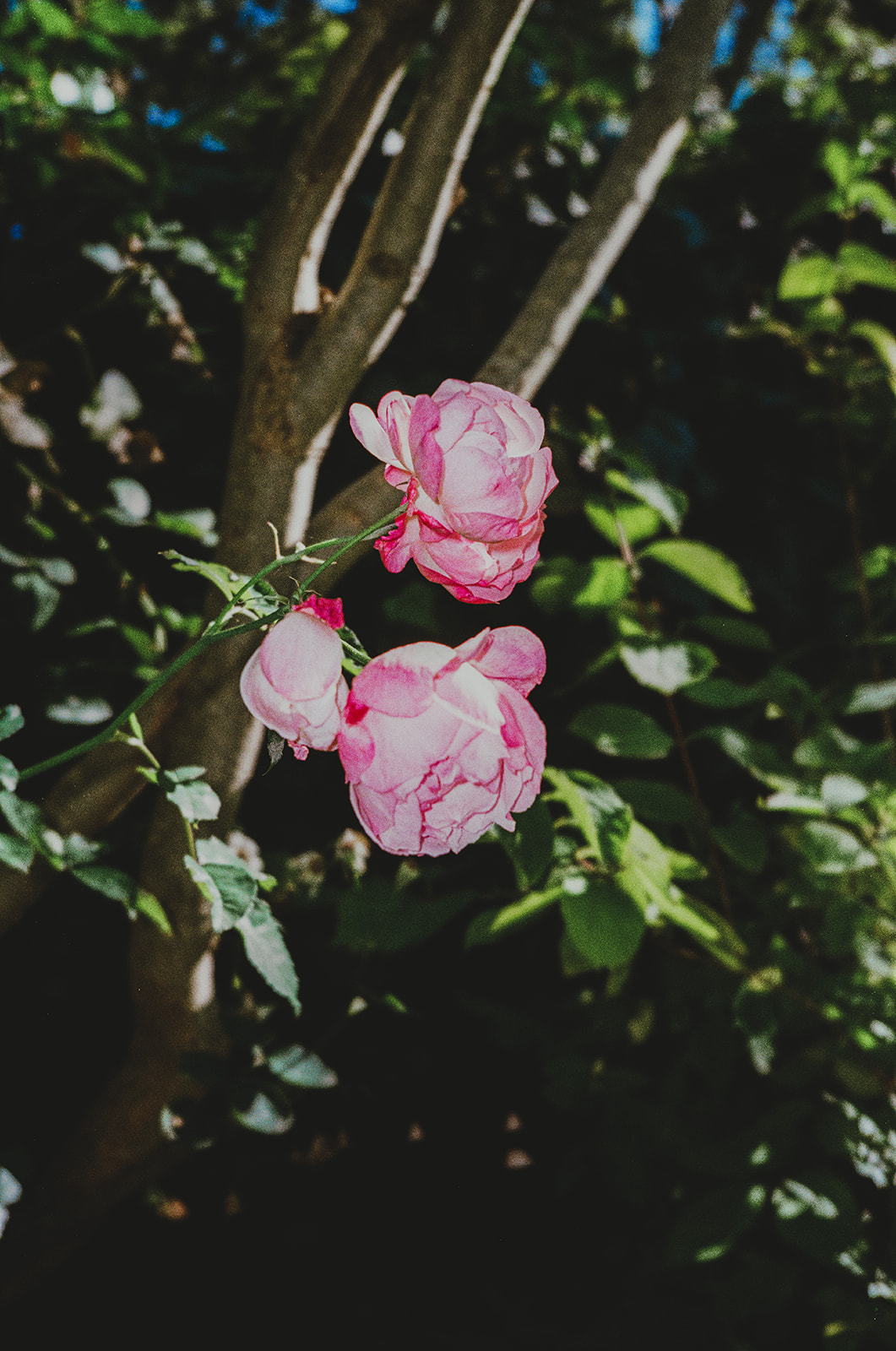 Roses from the garden at Burgh House in Hampstead Heath, 35mm film photo