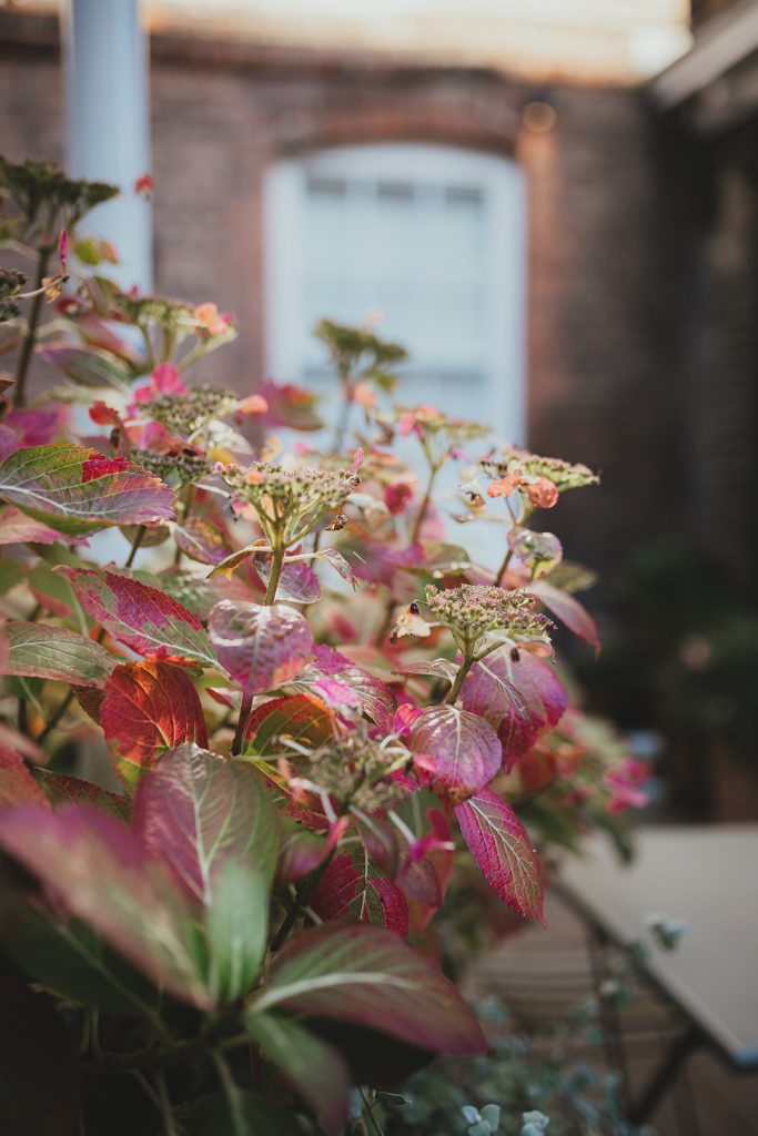 Hydrangea detail shot at Burgh house